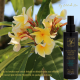 Eau en brume monoï MySpa